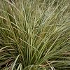 Carex oshim. 'Evergold' V2