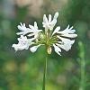 Agapanthus 'Double Diamond' Pot 9 cm