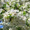 Malus 'Evereste' Stam 120 cm Leivorm 150x120 (BxH) 