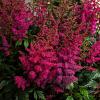 Astilbe (A) 'Glut' Pot 9 cm