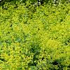 Alchemilla mollis 'Thriller' Pot 9 cm