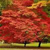 Acer pal. 'Skeeter's Broom' Pot 10 liter