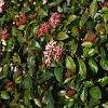 Viburnum tinus Pot 2 Liter