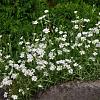 Phlox (S) 'Maischnee' Pot 9 cm
