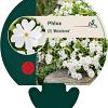 Phlox (S) 'Maischnee' Pot 9 cm