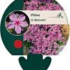 Phlox (S) 'Moerheimii' Pot 9 cm
