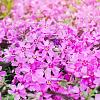 Phlox (S) 'Moerheimii' Pot 9 cm
