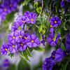 Solanum rantonnetii Pot 3 Liter 