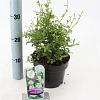 Ceanothus thyr. 'Millerton Point' Pot 2 Liter