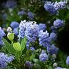 Ceanothus thyrsiflorus repens Pot 10 liter