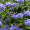 Ceanothus thyrsiflorus repens Pot 10 liter
