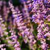 Perovskia 'Blue Spire' Pot 2 Liter