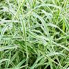 Carex morrowii 'Variegata' Pot 13 cm