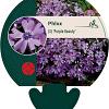 Phlox (S) 'Purple Beauty' Pot 9 cm