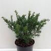 Taxus b. 'Repandens' Pot 3,5 Liter 25-30cm
