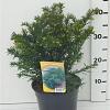 Taxus b. 'Repandens' Pot 3,5 Liter 25-30cm