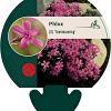 Phlox (S) 'Temiskaming' Pot 9 cm