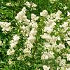 Ligustrum delavayanum Pot 18 liter Halfstam