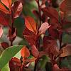 Photinia fraseri 'Little Red Robin' Pot 18 liter Halfstam