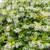 Trachelospermum jasminoides Pot 90 liter Stam 130 cm Bolvorm