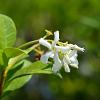Trachelospermum jasminoides Pot 90 liter Stam 130 cm Bolvorm