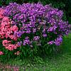 Phlox (P) 'The King' Pot 9 cm