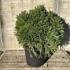 Cryptomeria j. 'Globosa Nana' Pot 30 Liter 