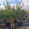 Pinus sylvestris Pot 150 liter 250 - 300 cm Meerstammig