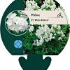 Phlox (P) 'White Admiral' Pot 9 cm