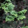 Chamaecyparis o. 'Nana Gracilis' Pot 20 liter Stam 60 cm