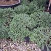 Cryptomeria j. 'Globosa Nana' Pot 9 Liter 