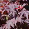 Acer pal. 'Bloodgood' Pot 15 liter 100 - 125 cm