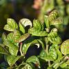 Leucothoe axillaris 'Curly Red' Pot 3 Liter 
