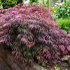 Acer pal. 'Dissectum Garnet' Pot 45 Liter Halfstam