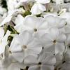 Phlox (S) 'White Delight' Pot 9 cm