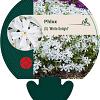 Phlox (S) 'White Delight' Pot 9 cm
