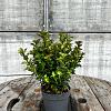 Ilex meserveae 'Little Rascal' Pot 3 Liter 