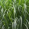 Panicum virgatum 'Northwind' Pot 4 Liter 