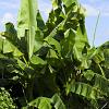Musa basjoo Pot 12 liter 