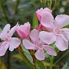 Nerium oleander Pot 30 Liter 