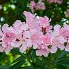 Nerium oleander Pot 30 Liter 