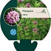 Phuopsis stylosa Pot 9 cm