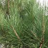 Pinus pinea Hoogstam (Stamomtrek 25-30 cm)