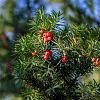 Taxus baccata Pot 55 liter 150 - 175 cm Piramidevorm