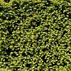 Taxus baccata Bolvorm 50-60 cm