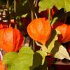 Physalis alkekengi franchetii Pot 9 cm