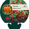 Physalis alkekengi franchetii Pot 9 cm