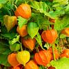 Physalis alkekengi franchetii Pot 9 cm