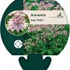Astrantia maj. 'Rosea' Pot 9 cm