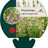 Physostegia v. 'Bouquet Rose' Pot 9 cm